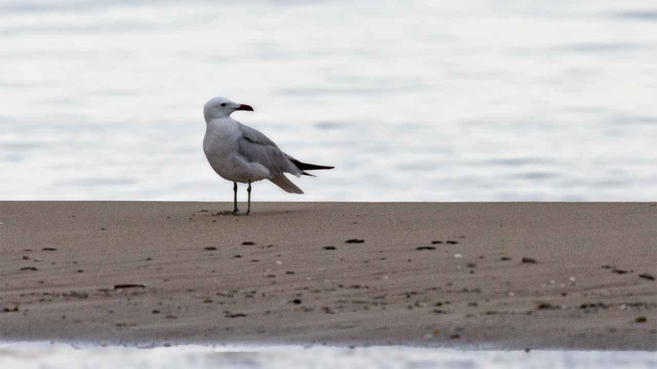 Audouin's Gull